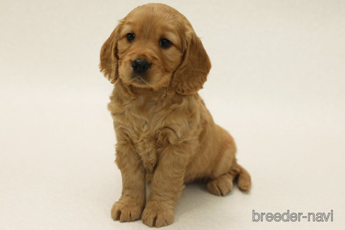 成約済の神奈川県のミックス犬-374817の1枚目